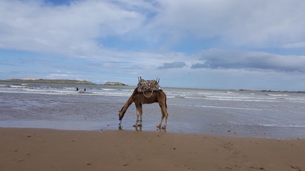 Día 48: Vamos a la playa oh oh Essaouira